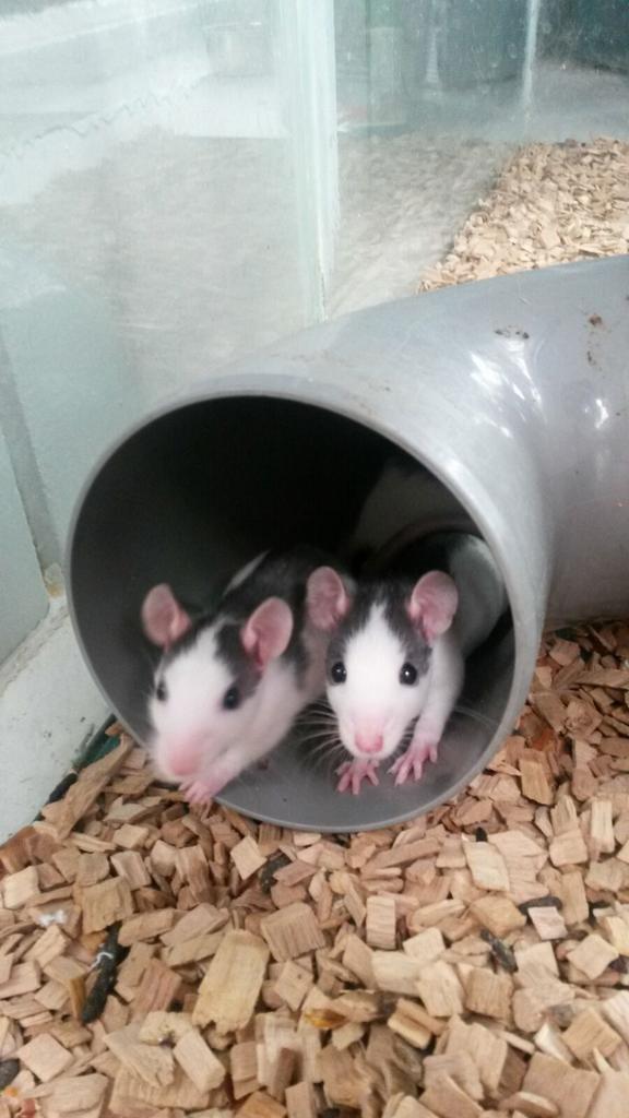 Almeredieren's tweet photo. Jonge #ratten, #rittens zoeken een nieuw huis. #dierenasiel #Almere #asieldier v.d week @OmroepFlevoland http://t.co/Frj7hH0tnW