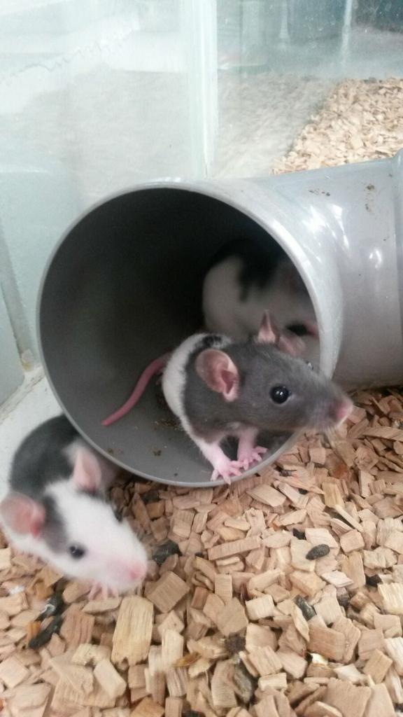 Almeredieren's tweet photo. Jonge #ratten, #rittens zoeken een nieuw huis. #dierenasiel #Almere #asieldier v.d week @OmroepFlevoland http://t.co/Frj7hH0tnW