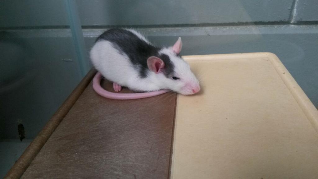 Almeredieren's tweet photo. Jonge #ratten, #rittens zoeken een nieuw huis. #dierenasiel #Almere #asieldier v.d week @OmroepFlevoland http://t.co/Frj7hH0tnW