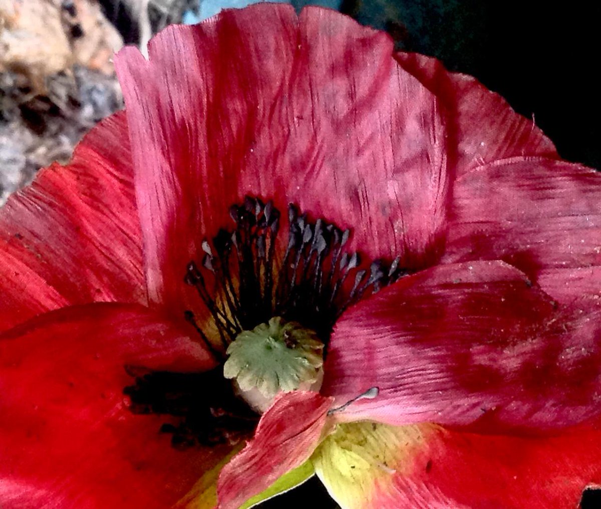 Dana Blake Scopa tweet media