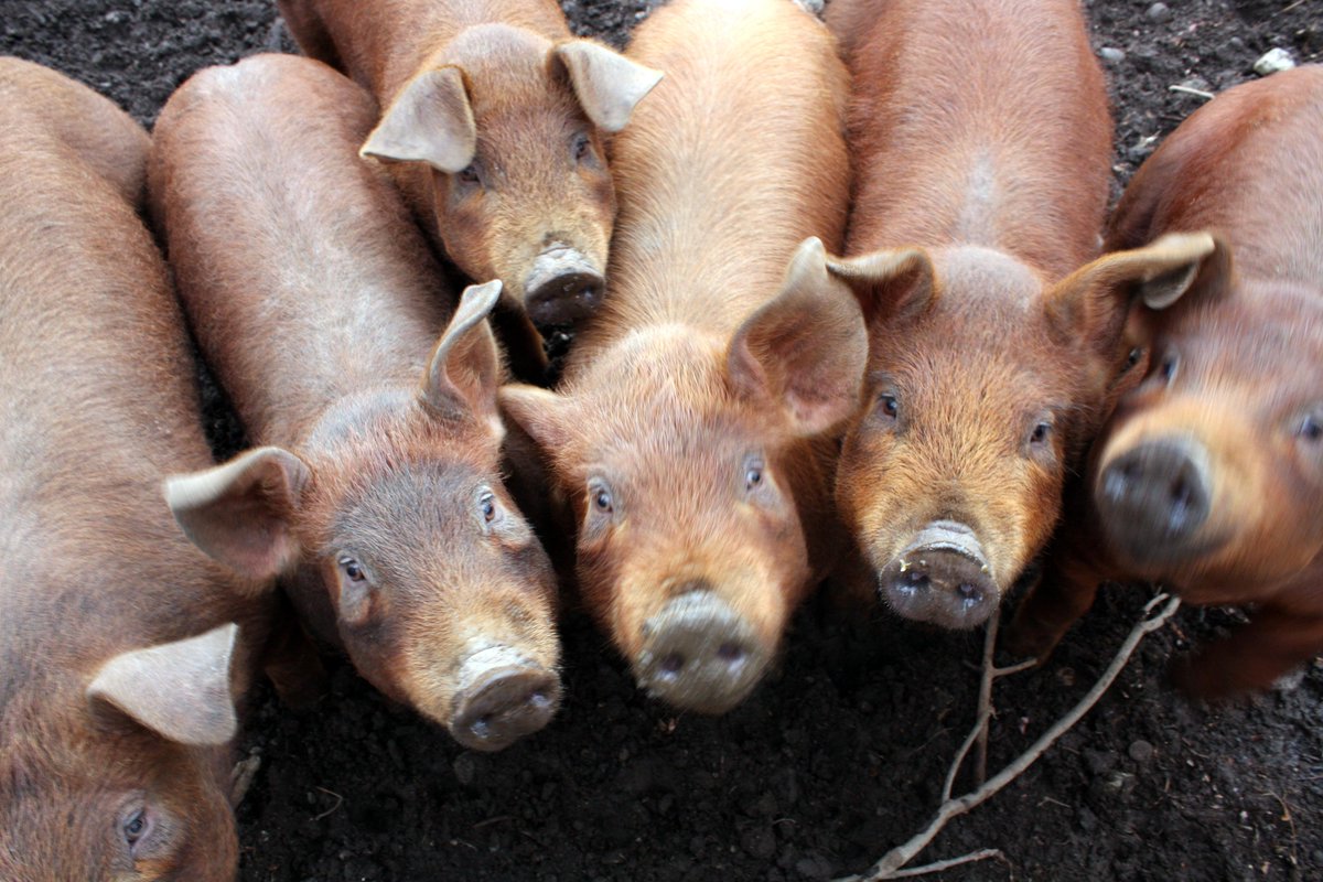 TEDxManhattan tweet media