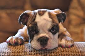 Parcelgenie's tweet photo. Struggling to take that perfect pooch selfie? Struggle no more! There's finally a solution: http://t.co/9bSaRcp3Eg http://t.co/NiyfiBzKFS