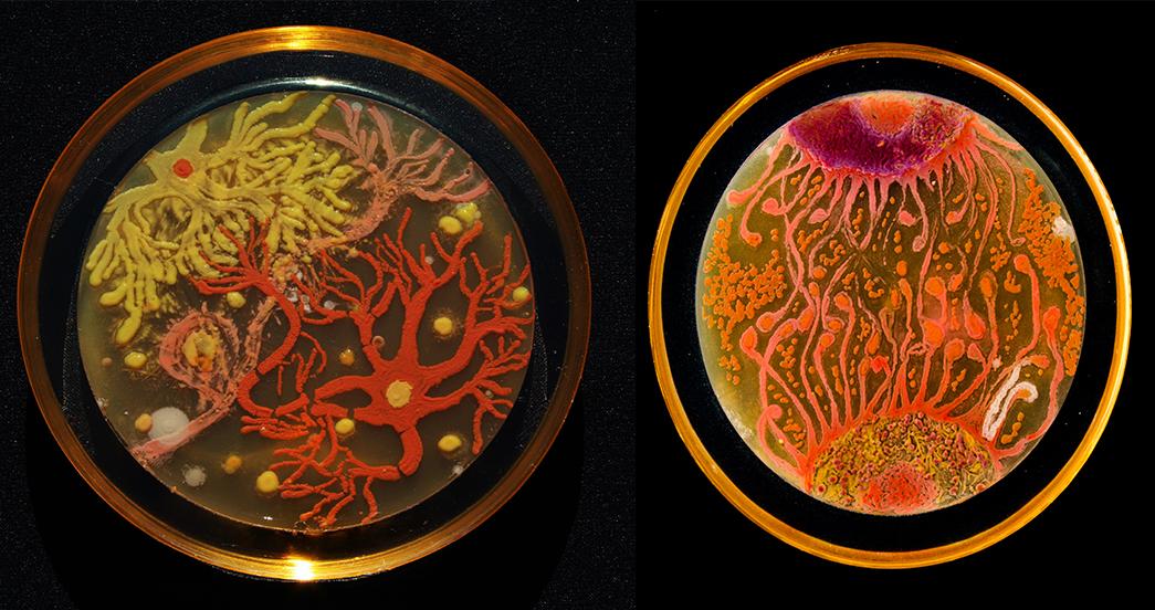 NEBiolabs's tweet photo. NEB's Memo Berkmen &amp; local artist Maria Peñil Cobo won @ASMicrobiology's #AgarArt contest! http://t.co/JDaXHj15f2 http://t.co/1y2p9IgDP7
