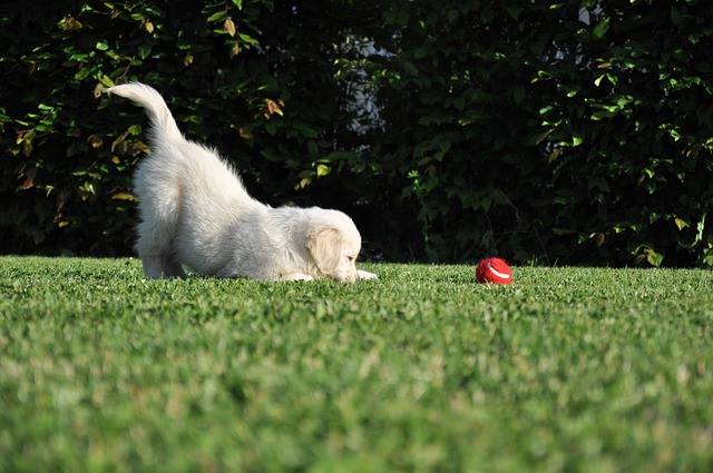 akcdoglovers's tweet photo. Perhaps the cutest staring contest you ever did see. #AKC #AKCGoldenRetriever http://t.co/FOAYf1D4xk