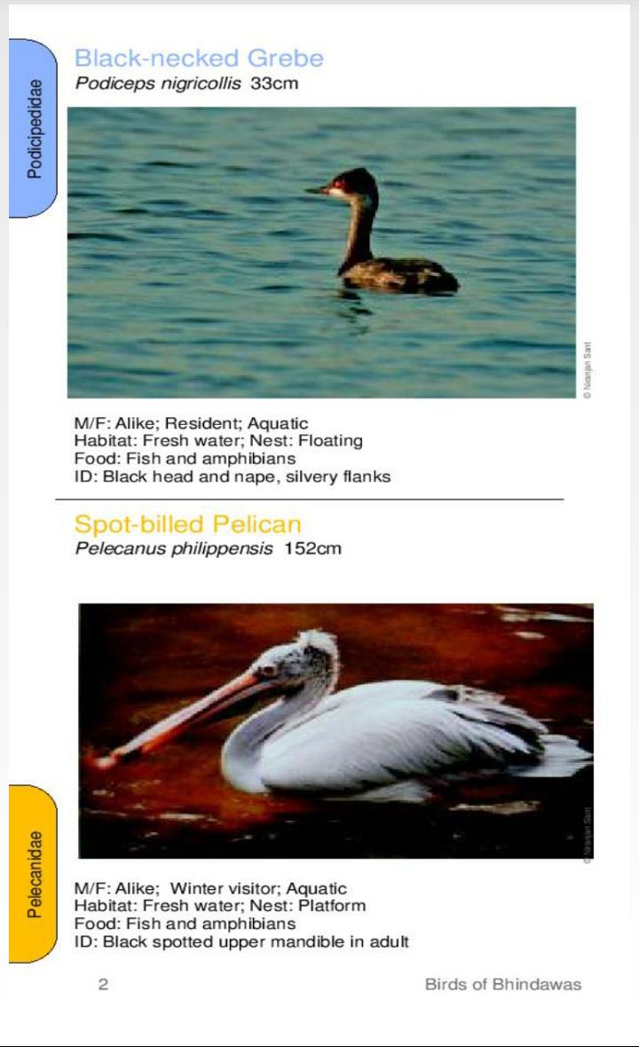 bhindawasbirds's tweet photo. Day-02 Know the world of Crebe &amp; Pelican at #BhindawasLake #Jhajjar
@ndtvgoodtimes @cmohry @nitin_gadkari @goacm http://t.co/o8YwtFOTVo
