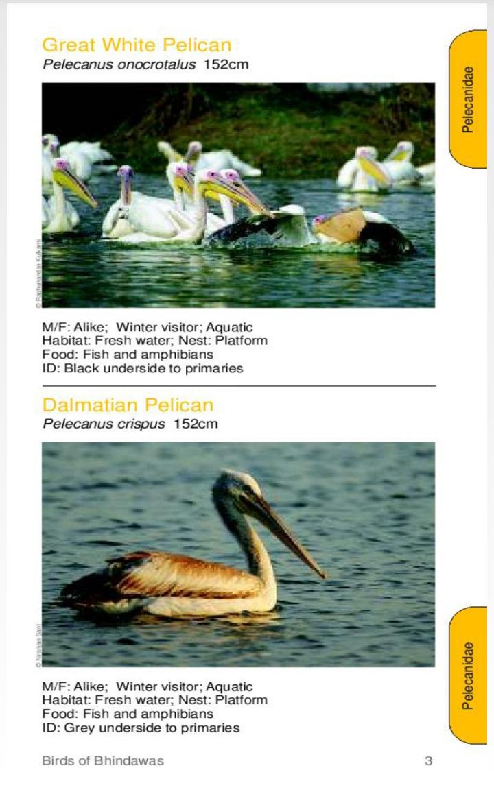 bhindawasbirds's tweet photo. Day-02 Know the world of Crebe &amp; Pelican at #BhindawasLake #Jhajjar
@ndtvgoodtimes @cmohry @nitin_gadkari @goacm http://t.co/o8YwtFOTVo