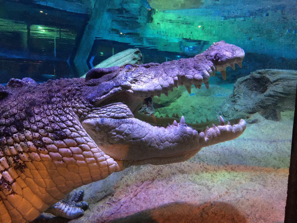 ComBio2015's tweet image. Pinjarra the croc at the Melbourne Aquarium!!! ComBio2015 dinner.