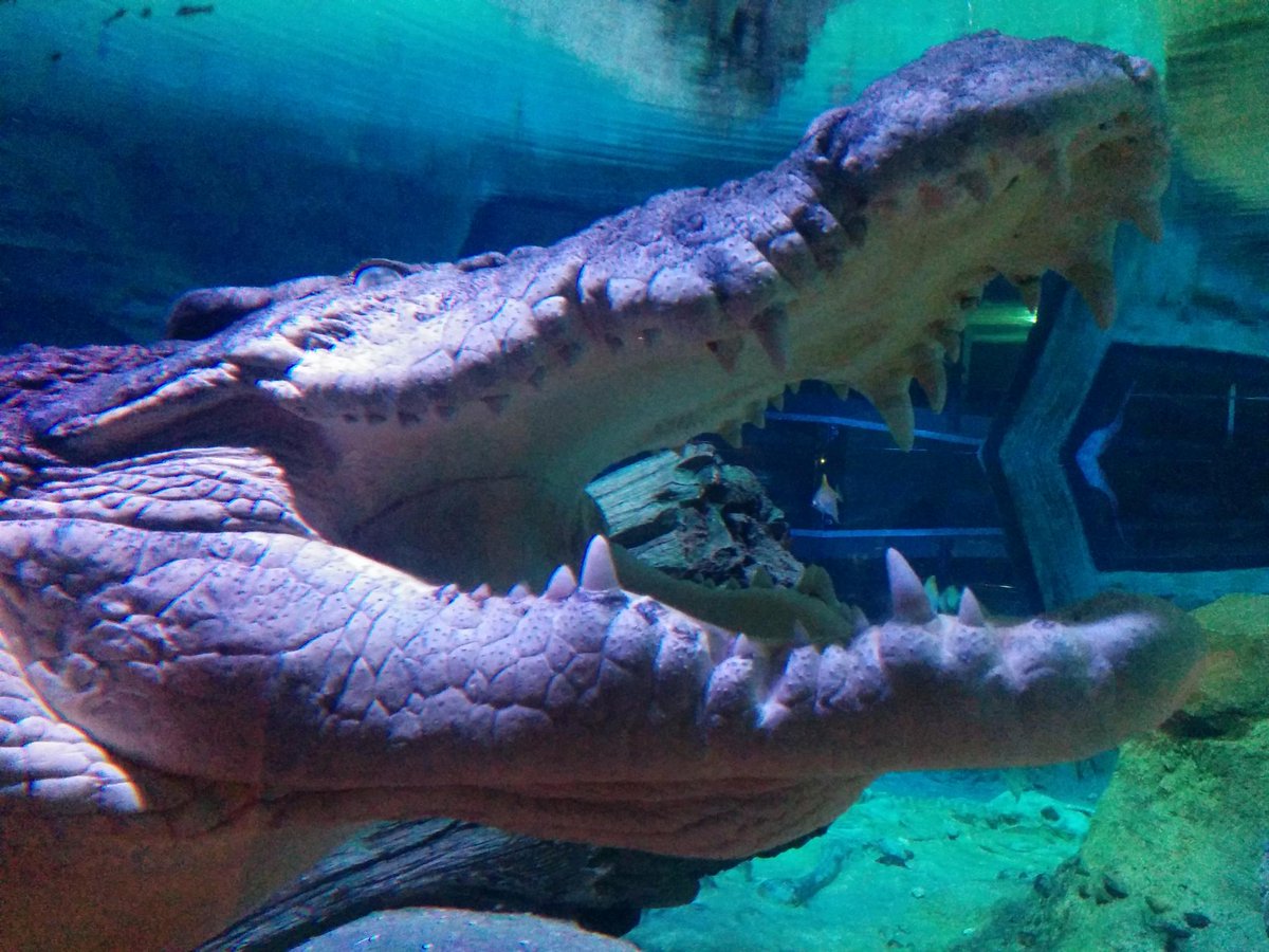 bnschlz's tweet image. Never smile #ComBio2015