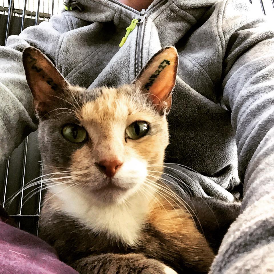 DBNordjylland's tweet photo. Kiks savner et nyt hjem, det har vi 120 andre katte der også gør. Kig forbi #dbinternat #adoptermig #detgodekatteliv http://t.co/W9vrmppcSA