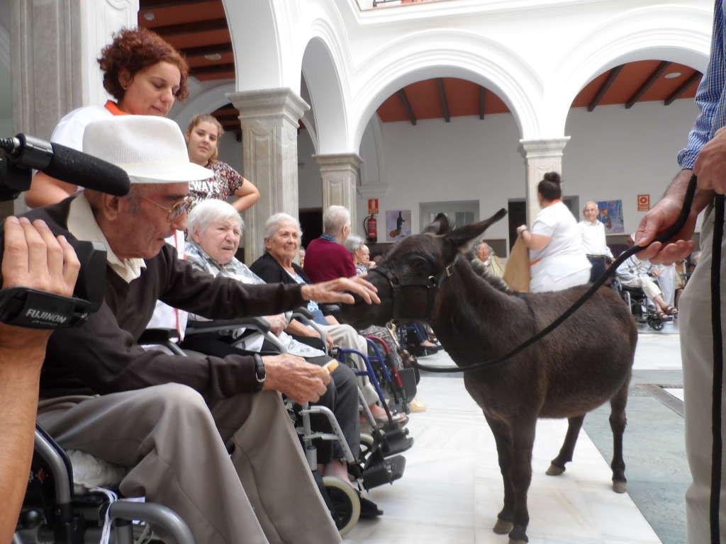 ElBaluarteCadiz's tweet photo. "Aggie" en la Residencia de Mayores San Juan de Dios, de Cádiz - http://t.co/Vx8IEQlGPA http://t.co/zkWPceKdKm