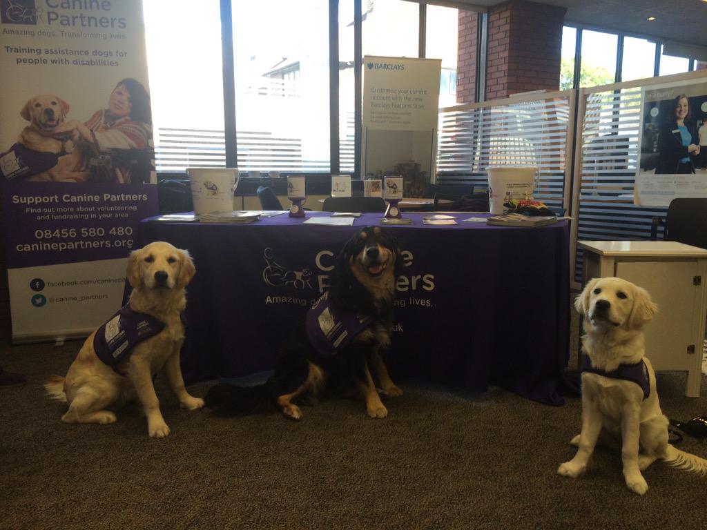 catharvey's tweet photo. @canine_partners Wizal, Kerly and Winnie ready to meet the public at @BarclaysUK  in Crawley today! http://t.co/0tPzs17ldu