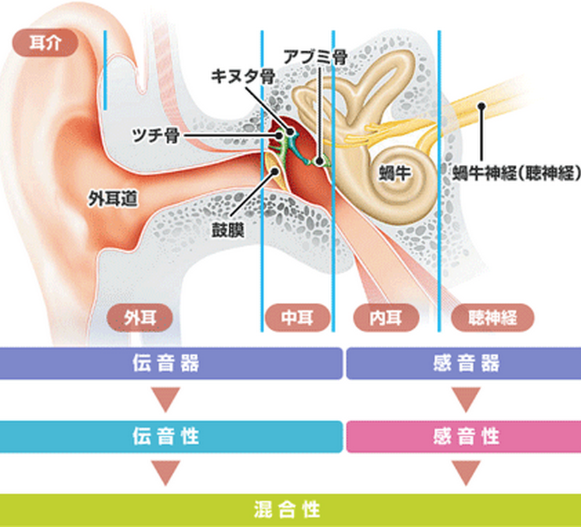 ゴロ 解剖生理イラスト V Twitter 中耳を構成する骨の覚え方 個室でツキミ 個室 鼓室 ツ ツチ骨 キ キヌタ骨 ミ アブミ骨 Http T Co Hpzqcwtykb