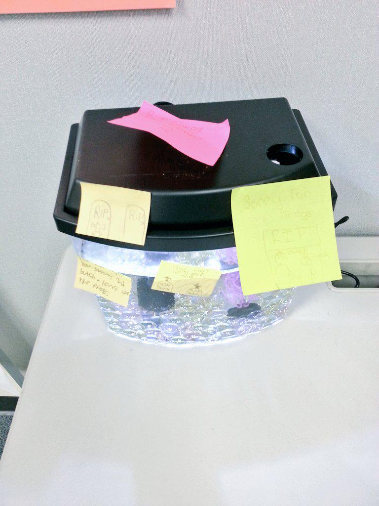 SeriouslyHarris's tweet image. The students independently began a memorial for the frogs. #spontaneousmoments #RIPClassPet