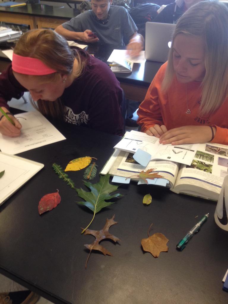 deucehorse1's tweet photo. @etownSTEM working hard to identify tree leaves! #treekey http://t.co/tiskyMBKVj