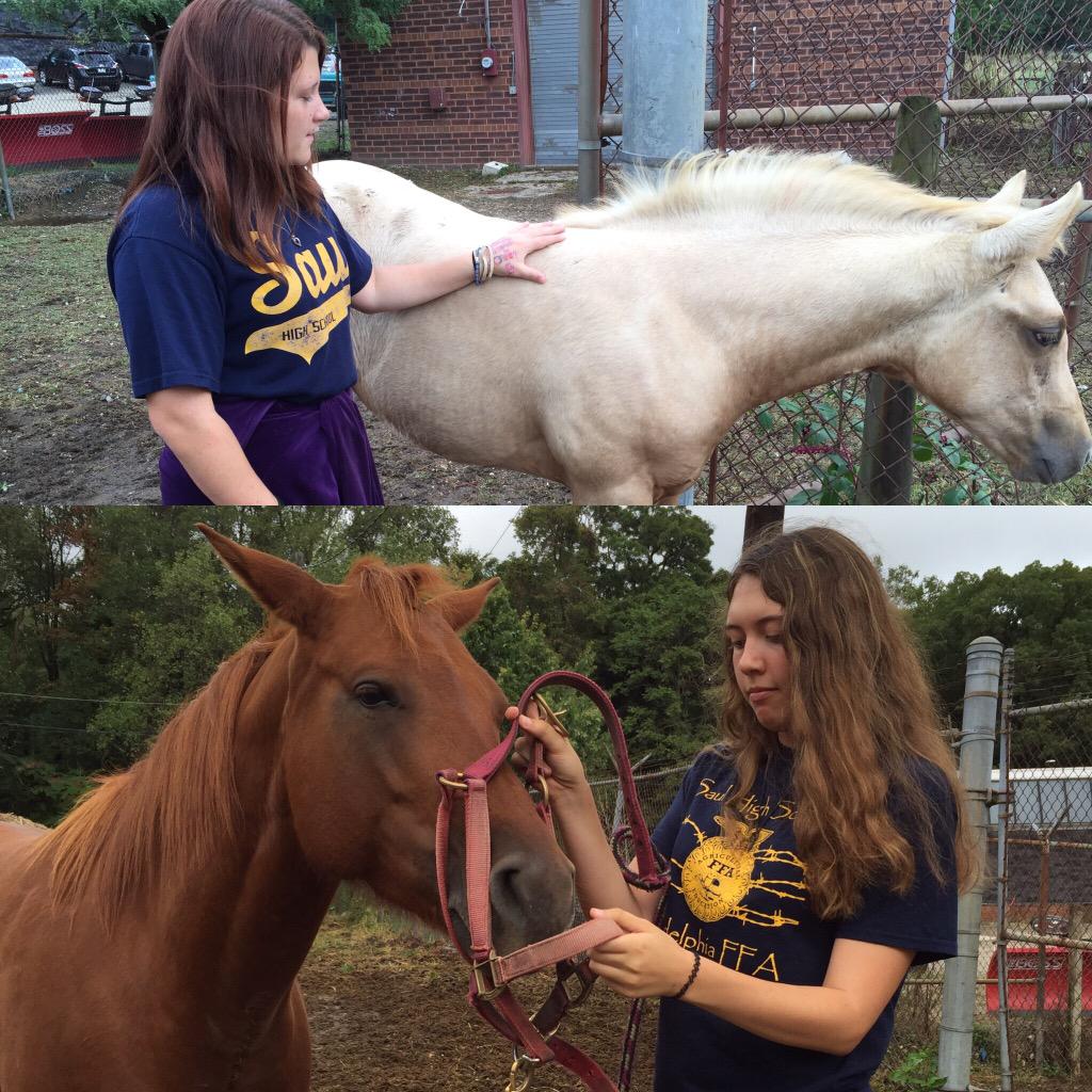 PHLschools's tweet photo. Kayla introduced me to 4-mnth-old Ohana while Leah put a halter on 5-yr-old Wendy 🐴🐎 #InsidePhillySchools #CTEPhilly http://t.co/sPyTEf3UZh