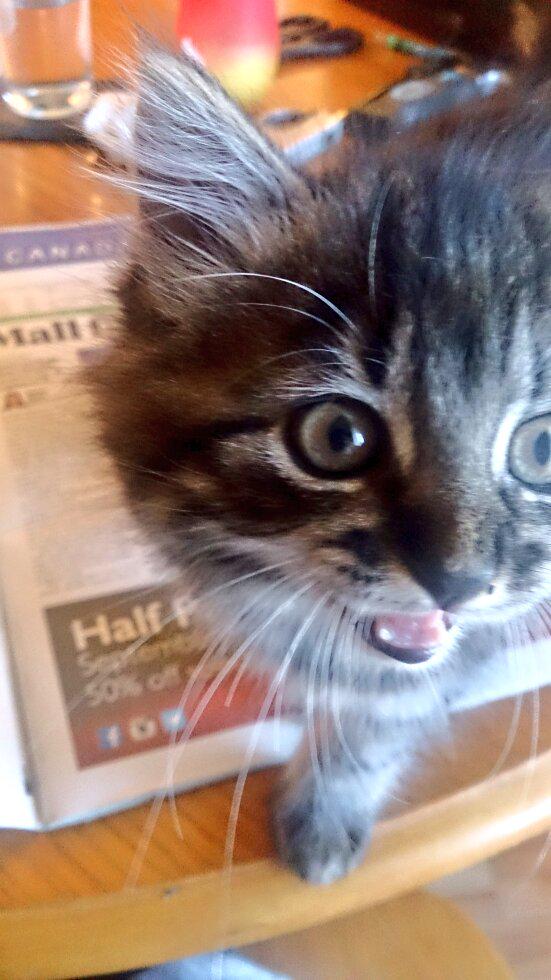 picksei's tweet image. My new kitten!! 
#kitties #kittens #hifelicia