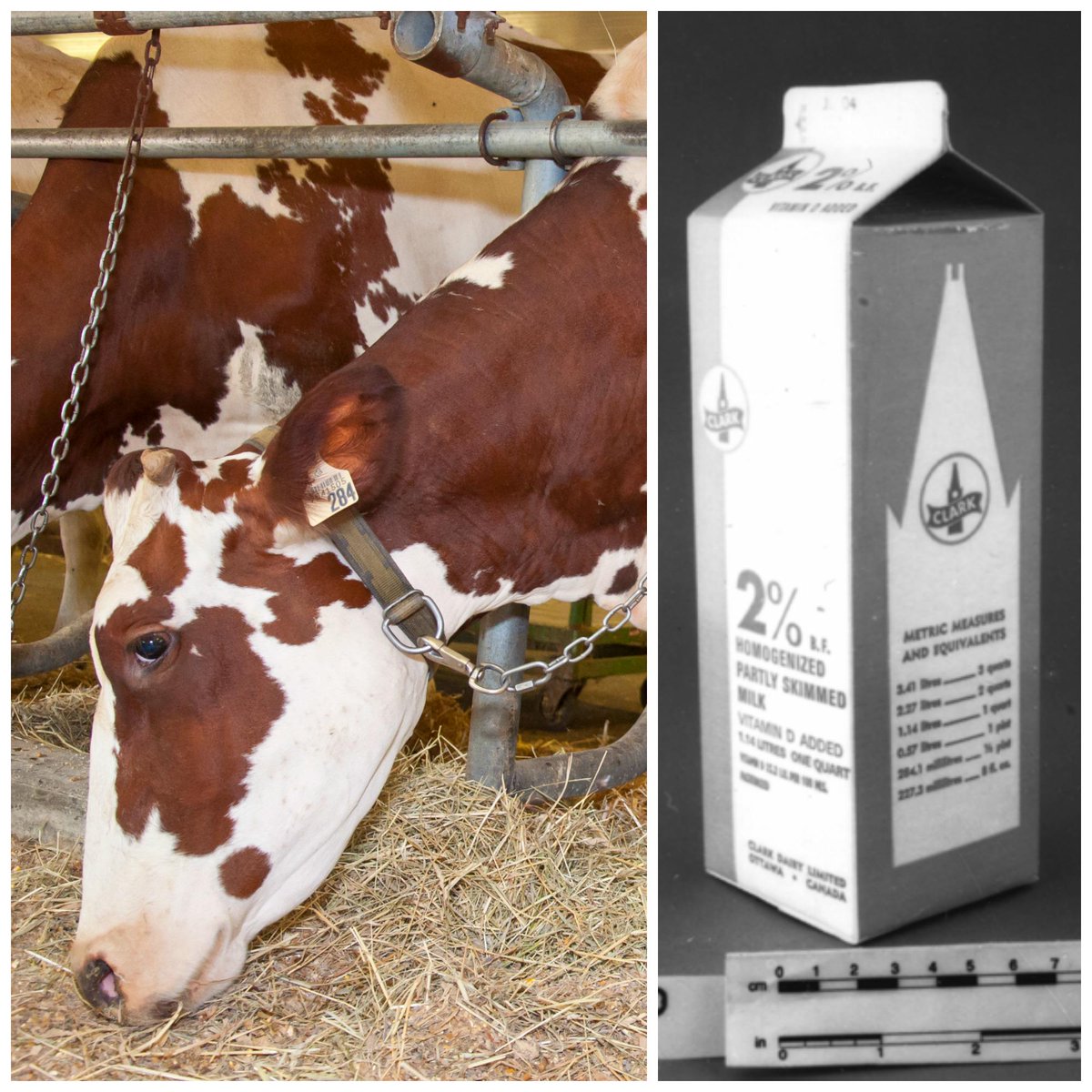 AgMuseum's tweet image. It's #worldSchoolMilkDay! Ideas from @100canadianmilk to celebrate ow.ly/SQ8Ho #MilkMoustache #WSMD15