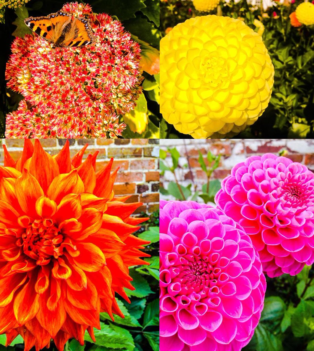 CharlieTFoley's tweet photo. Dahlia garden in full bloom, #autumnarrives #flowers #lastdayofseptember #redadmiral #colour #gloriousday http://t.co/DEtc3Qjxvv