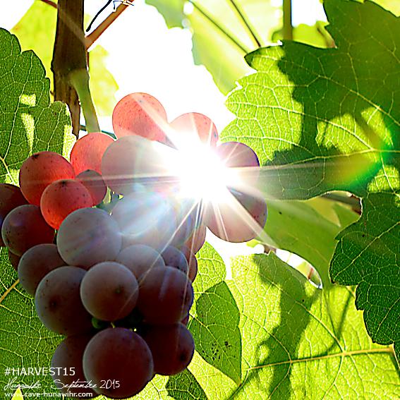 CoopHunawihr's tweet photo. Après la fin des vendanges normales, nos viticulteurs attendent la récolte des vendanges tardives. #DrinkAlsace http://t.co/V6pX28bDPq