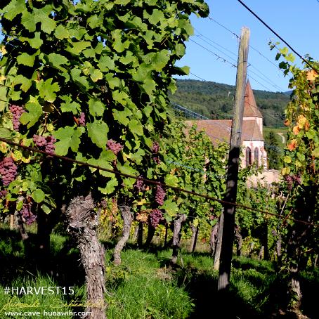 CoopHunawihr's tweet photo. Après la fin des vendanges normales, nos viticulteurs attendent la récolte des vendanges tardives. #DrinkAlsace http://t.co/V6pX28bDPq