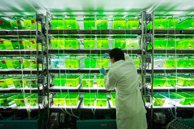 rinnovabiliit's tweet photo. #Biofat: le #microalghe sono il futuro dei #biocarburanti sostenibili http://t.co/fbgsFBGEea http://t.co/GK7aL6IxR7