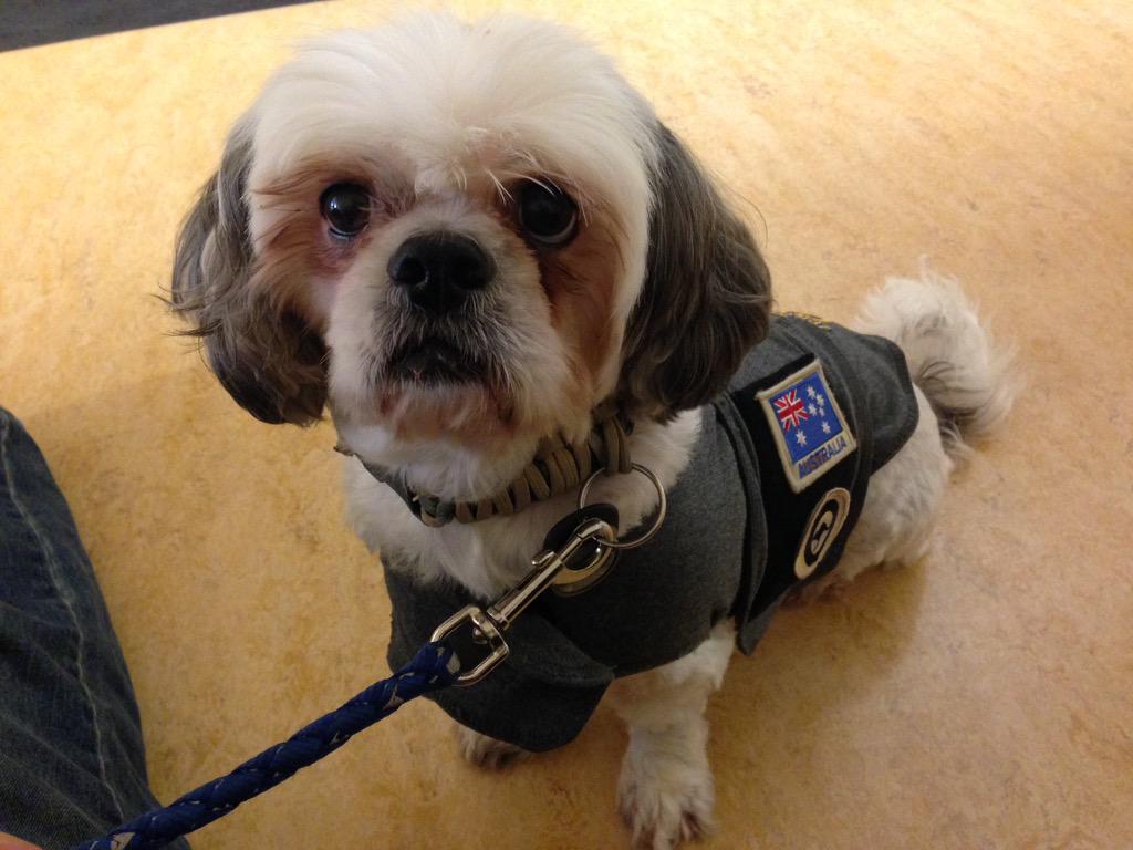 USAPurpleHeart's tweet photo. @VMCAdelaide Roscoe wearing his Aust Air Force patches today! http://t.co/SGvoEpjqUD