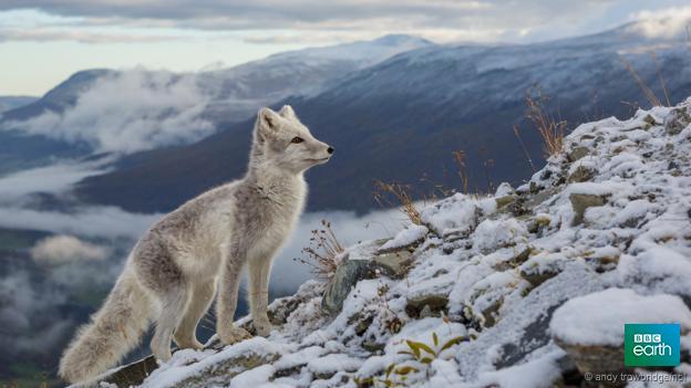 BBCEarth's tweet image. The furriest animal in the world bbc.in/1PNahYC