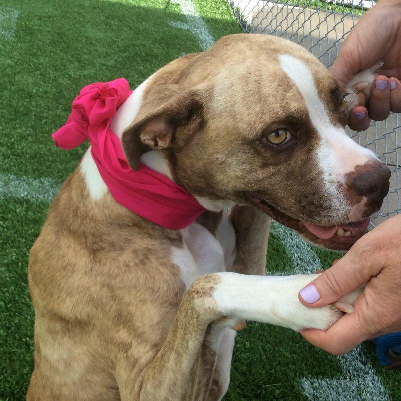 SubaruTampa's tweet photo. Tilley(ID 29658487) is a charming taupe brindle boxer mix. Adopt her @HillsboroughFL #PetResourceCenter #MakeADogsDay http://t.co/eDScDz2ZoI