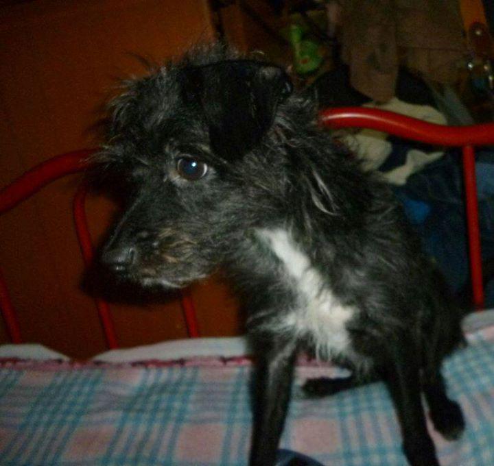 MascotaPro's tweet image. #PerroPerdido Pantuflas se perdió en Santa Ursula Coapa, calles San Carlos y Gonzalo. Info al 56075689/0445541366732