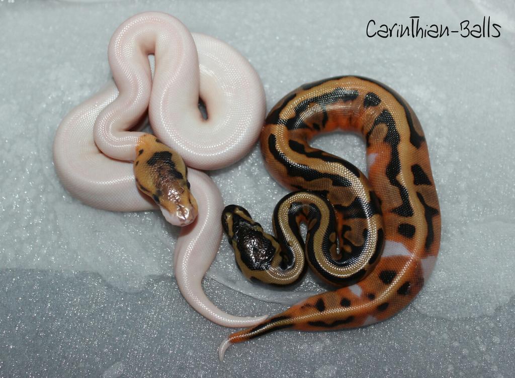 CarinthianBalls's tweet photo. #ballpython #piebald #spider #spied #pied #snakes #lowwhite http://t.co/QXV4Ovk6om