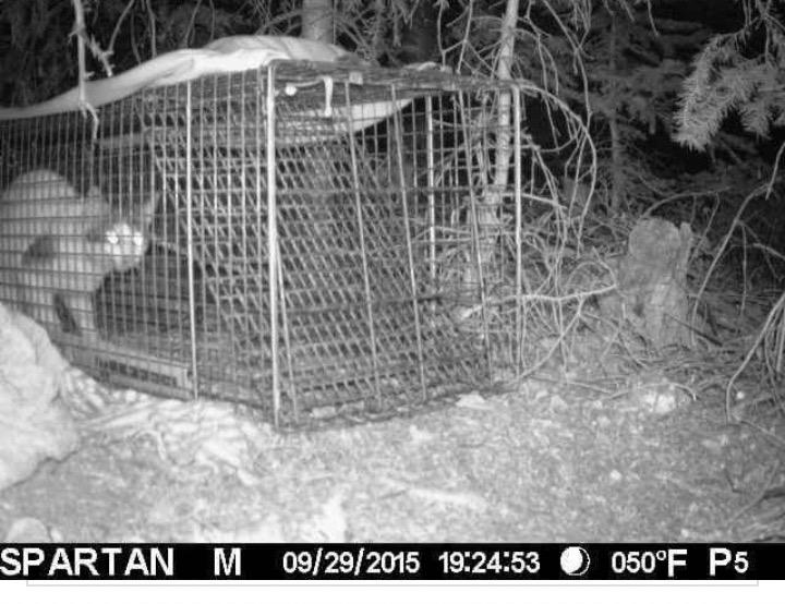 Matt_Kroschel's tweet photo. 5 weeks alone in the #Colorado High County 'Rado' is found! http://t.co/MeAvoMNiUS @CBSDenver #kittenblockbusters http://t.co/LNRzkj0QRL