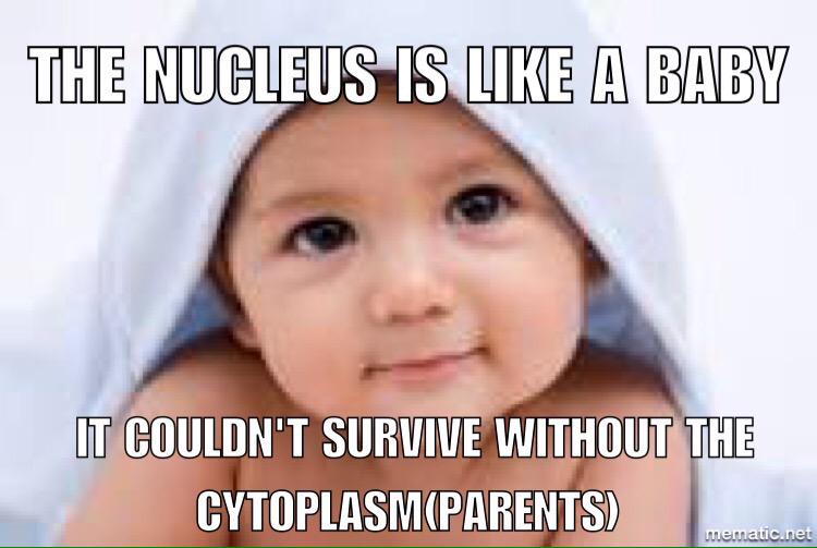 coolcytoplasm's tweet photo. @mrheitkamp #organellewars http://t.co/sy1H2Q83S7
