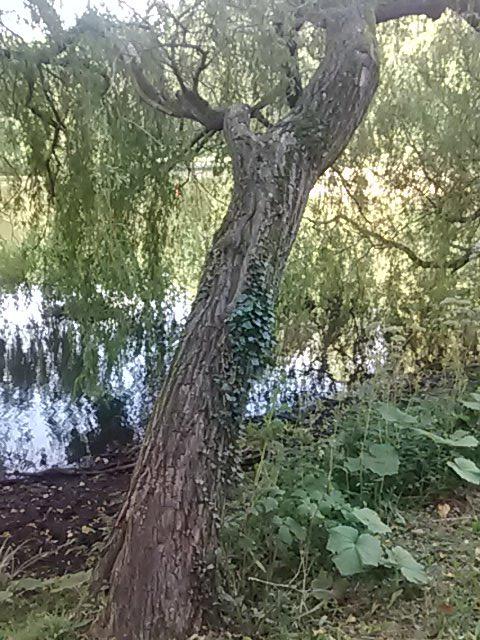 hannahswriting's tweet photo. Bent backs arch under years of toil, slowly learning toward their own reflection #UoNDerive http://t.co/SzRH6naW4I