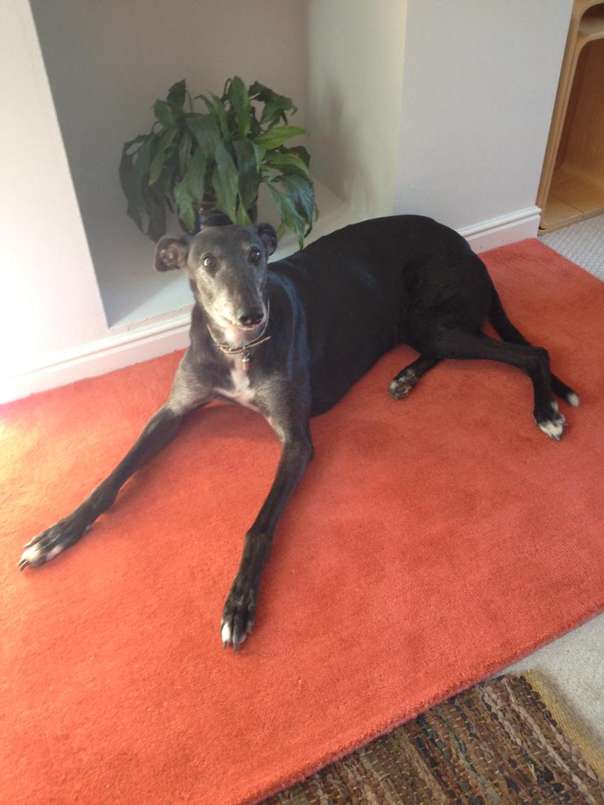 andrewdilger's tweet photo. Rule of life: the moment a new rug touches the ground, it becomes be the property of a greyhound! http://t.co/51mbB2ovRY