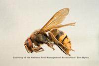 Unlike most stinging insects, European Hornets can be active at night. bit.ly/1LWiLNk