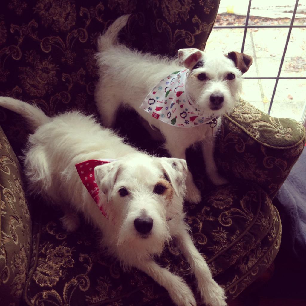 MaddieGower's tweet image. @NOWBath small white parson Russell dog lost in Bath called Maisie: she is very scared. Pls Rt for safe return