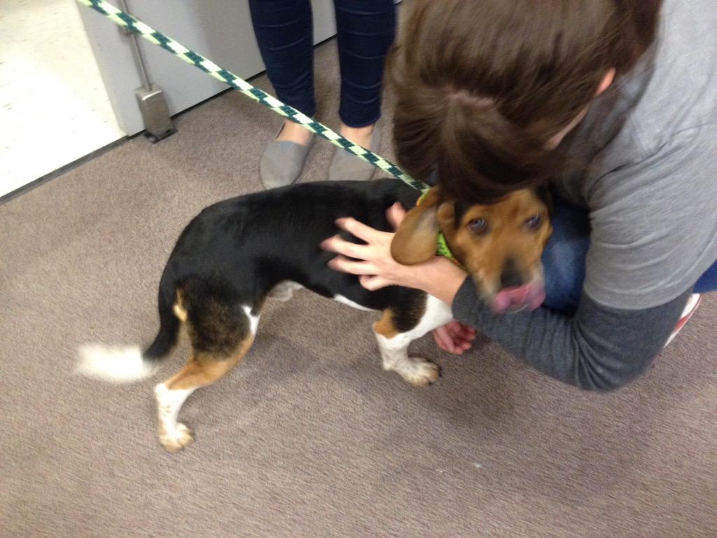 suzannecroke's tweet photo. @VML More Puppy Love @AntiCruelty Chicago #WeAreVML http://t.co/FbE4QMDG2Q