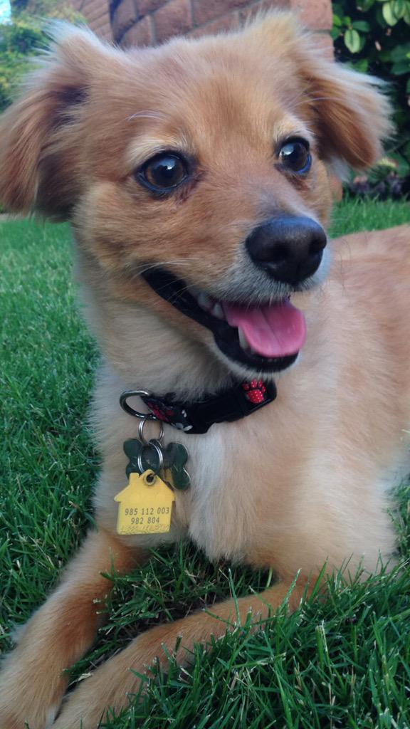 arg_morales's tweet photo. @whatsuptucson 
LOST DOG Chikimini
Missing since 9/26/15
Around Swan&amp;Fort Lowell 85712
REWARD if foundcall 5202270969 http://t.co/Tgmvvt2JnY