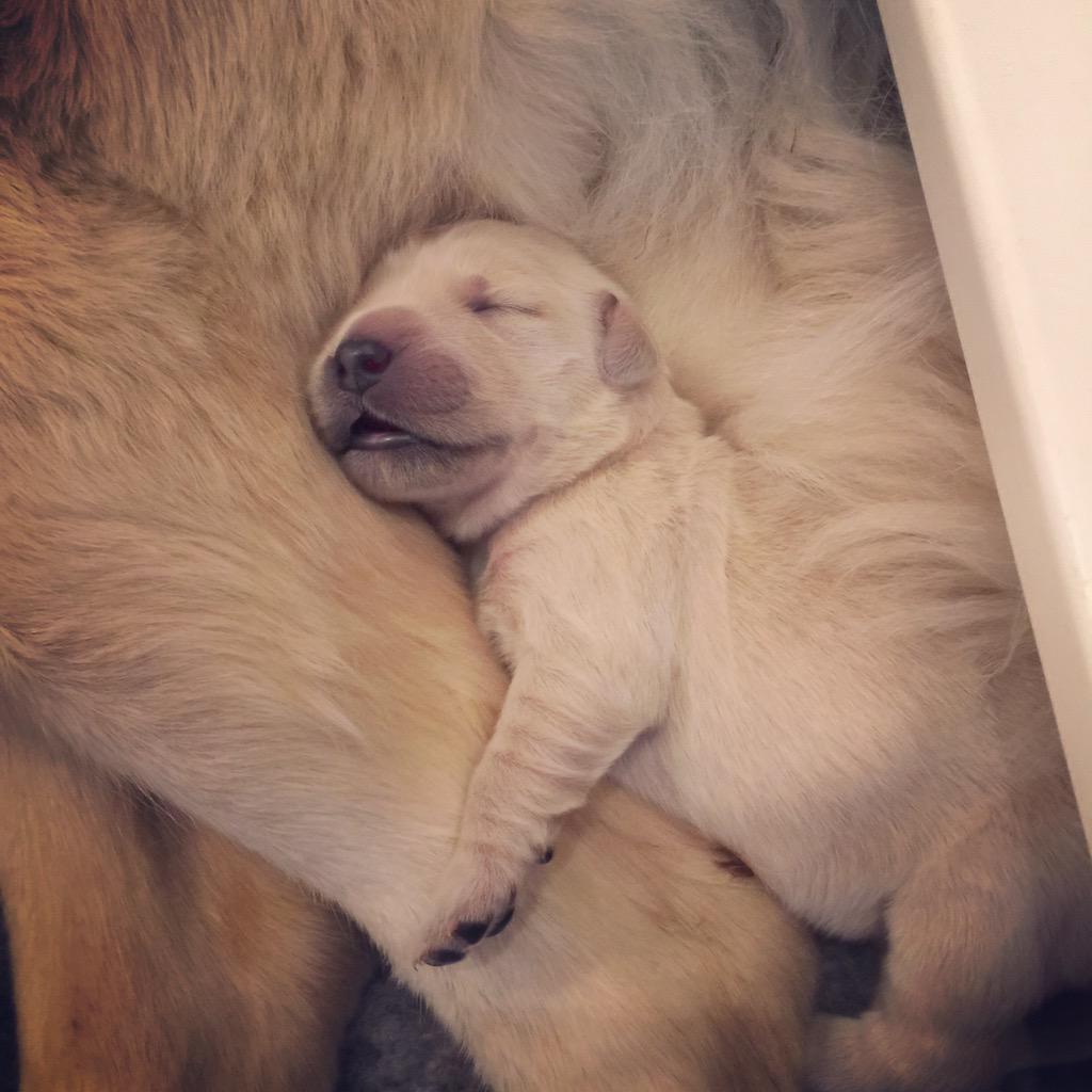 tillyretrievers's tweet photo. Just chillin' @akahamlet @atilly21 http://t.co/gG8uGCzuDJ