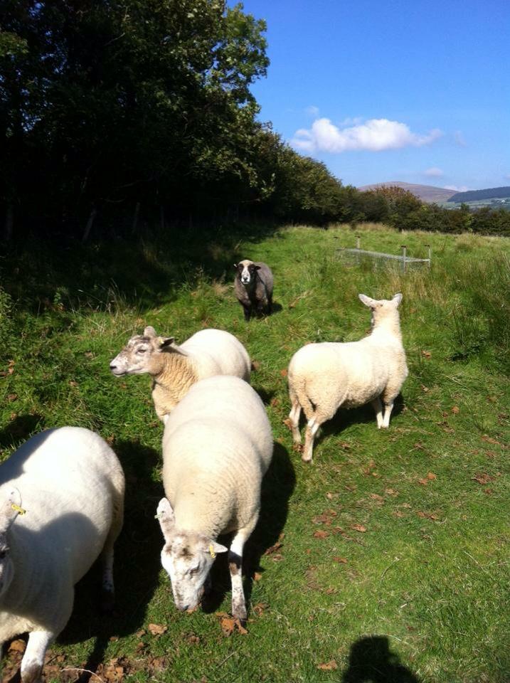 leanne_leaver's tweet photo. My babies are going to get pregnant! It's ram time! Can't wait for the pretty spring lambs โบ๏ธ #sheeplady http://t.co/phBtOkPdMU