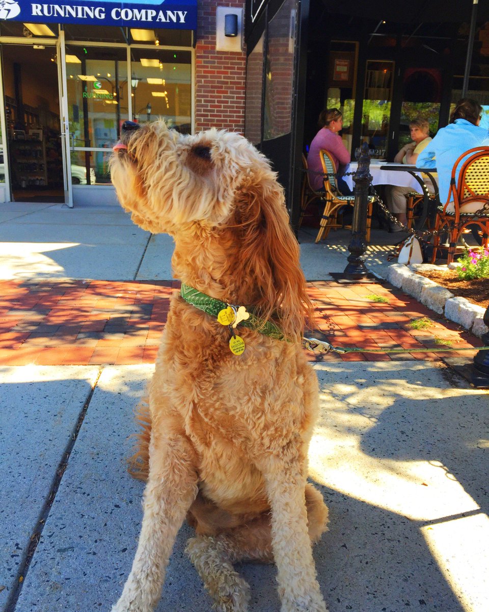 DerbyStShops's tweet image. We ❤️ dogs! Tag us in your photos of #DogsOfDerby!