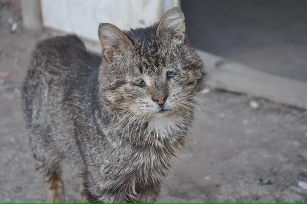 Я хочу чтобы у всех бездомных животных появился дом, где есть тепло, где их ждут.