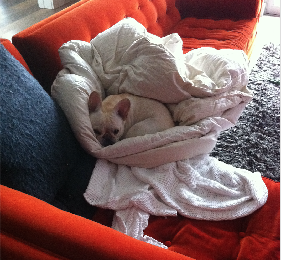 taggtracker's tweet image. #PhotoContest: Where's your dog's favorite place? Win a prize pack valued at $200! Enter now! ow.ly/SuotN