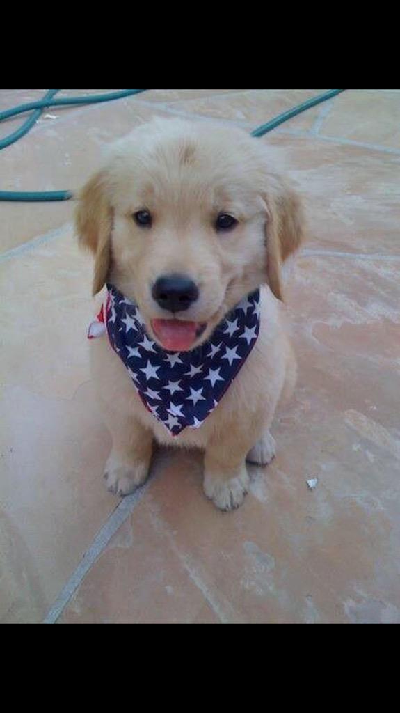 🇺🇸🇺🇸🇺🇸🇺🇸