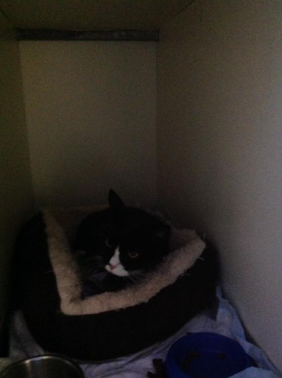Schildklierkat's tweet photo. Thunder vindt het gelukkig toch minder erg in de opname dan verwacht. Hij eet goed en is vrij relaxed http://t.co/1hqIqgfAgL