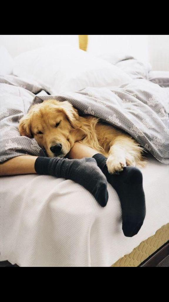 Retweet if your dog is your best friend ❤️