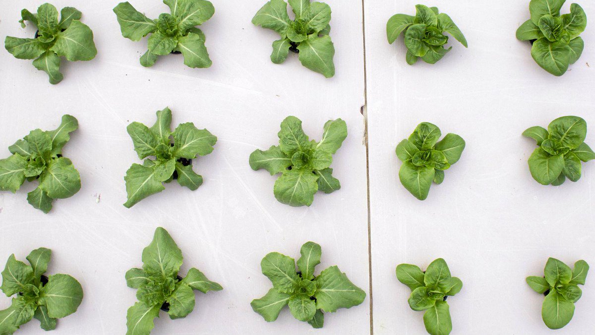 SolarTheMovie's tweet photo. The future of food is giant, floating solar-powered farms http://t.co/2VBeaZz0OF via @qz http://t.co/lbVGYedQg5