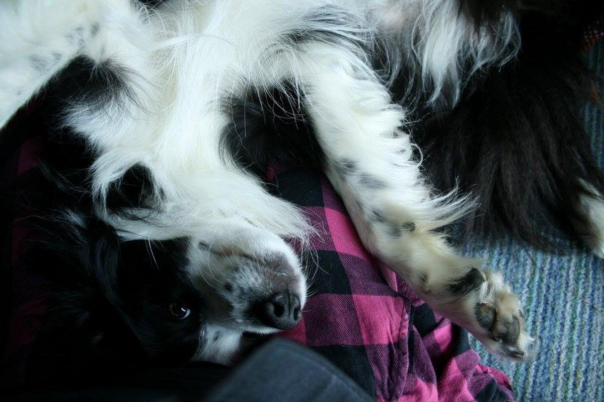 brodiethedog's tweet image. #brodiesholiday #lochgoil OK this is every morning, but I don't usually have the SLR to hand