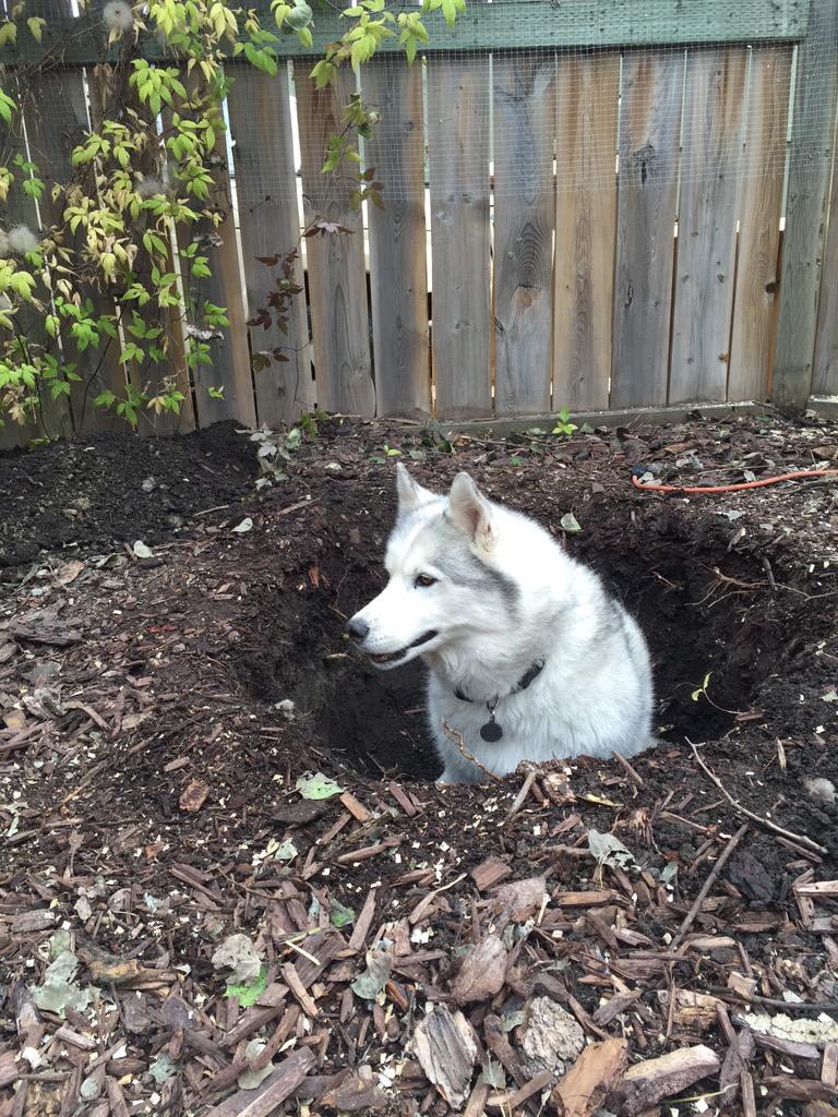 SoftleyBooks's tweet photo. Tree planting is much easier when you have a #husky to help dig the holes. #doglife #DogLover #diggyhole #siberian http://t.co/PvogdQ72uu