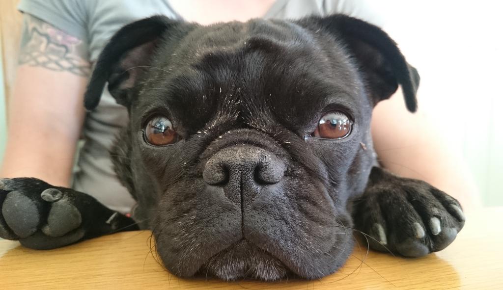 ThepugnatedOne's tweet photo. #selfie http://t.co/7iJeYZZsor